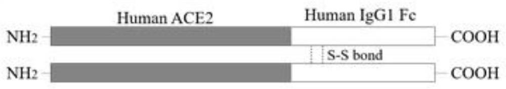 ACE2-Fc fusion protein function test method for treating COVID-19