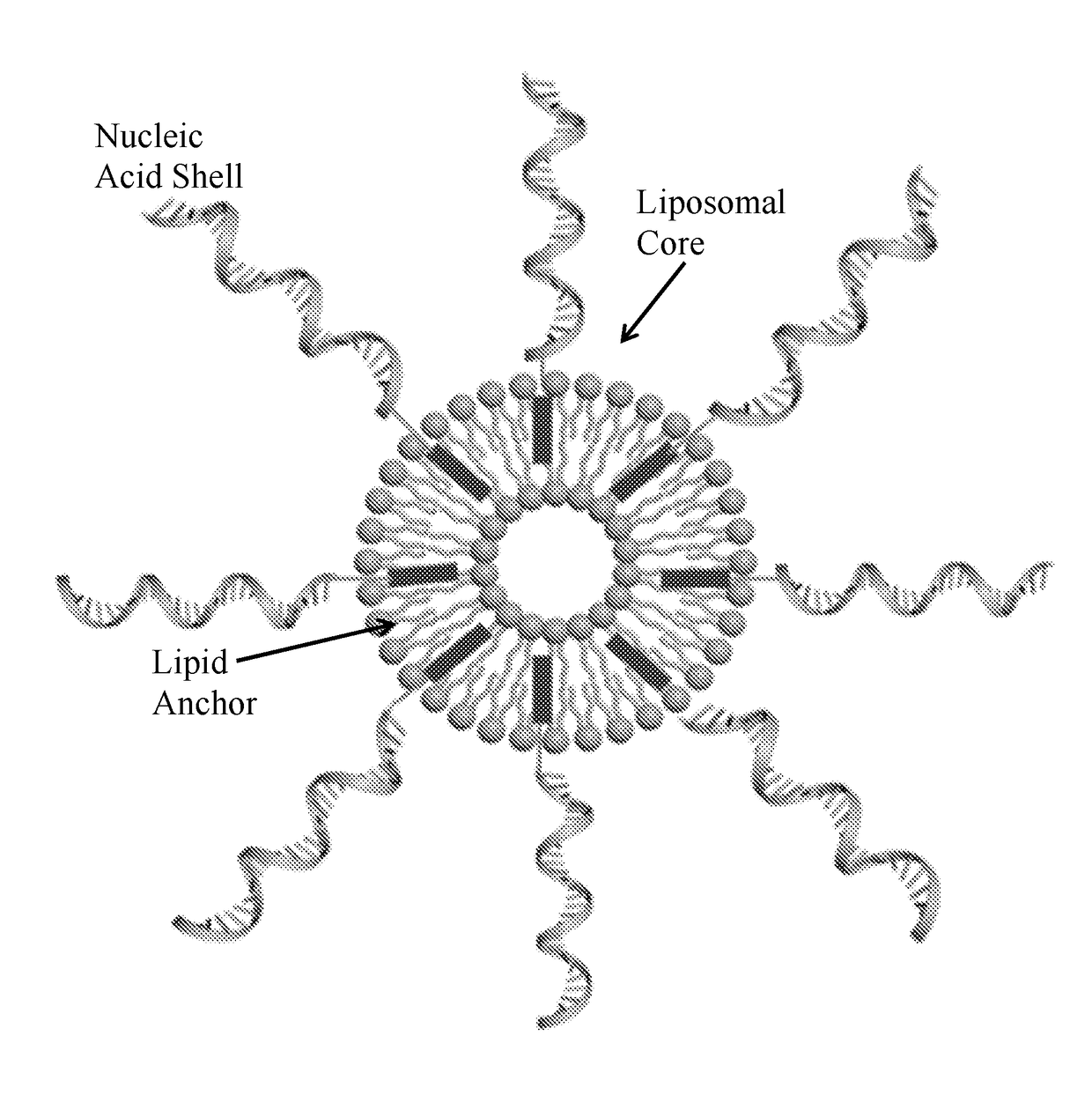 Immuno-regulatory lipid containing spherical nucleic acids