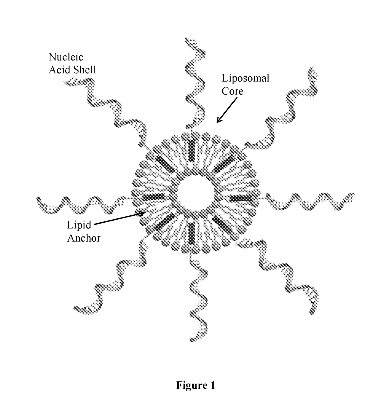 Immuno-regulatory lipid containing spherical nucleic acids