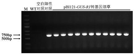 Pseudo-ginseng inducible promoter R1 and application thereof