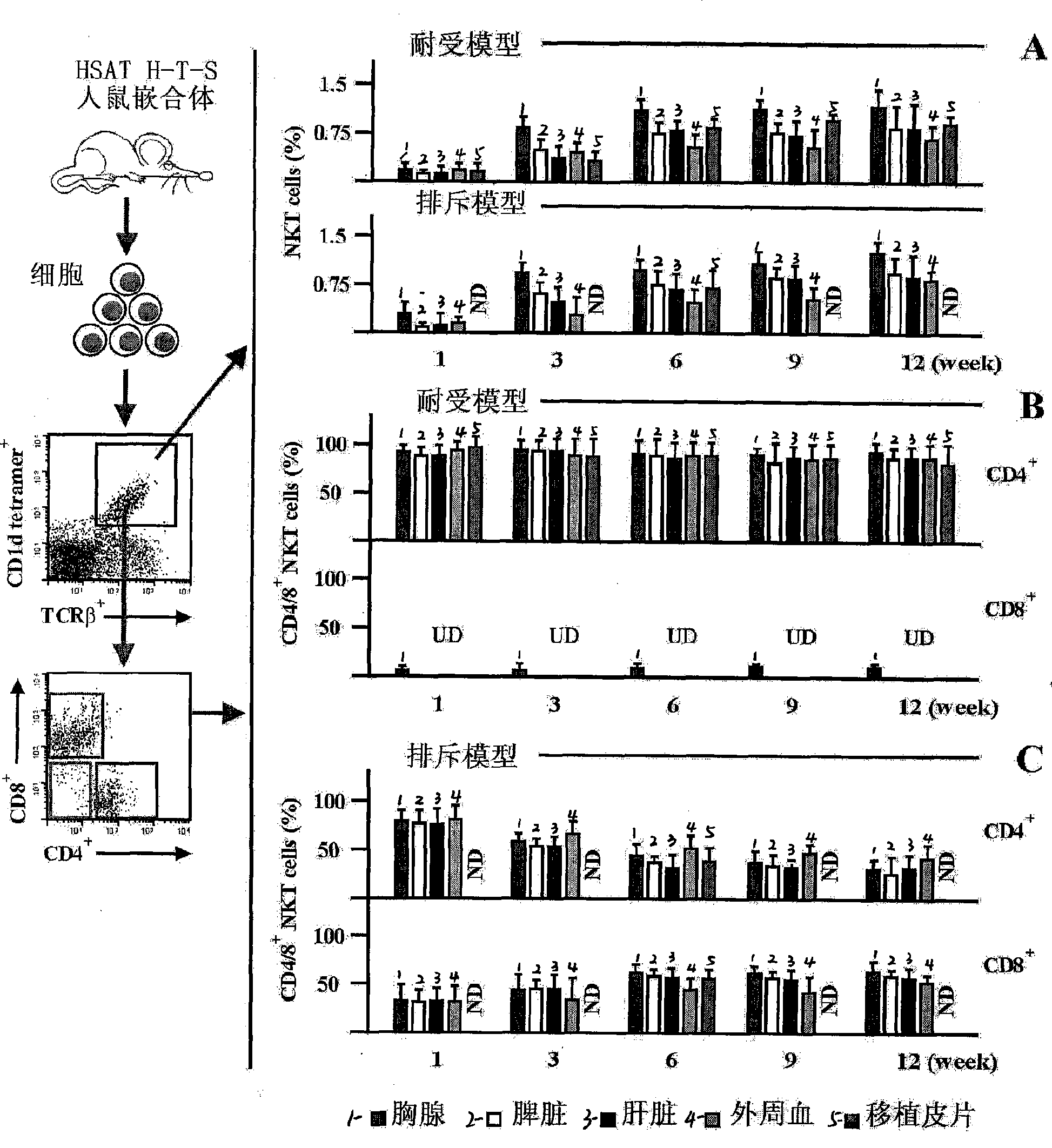 Method for constructing HSAT H-T-S mouse-human chimeric model and application