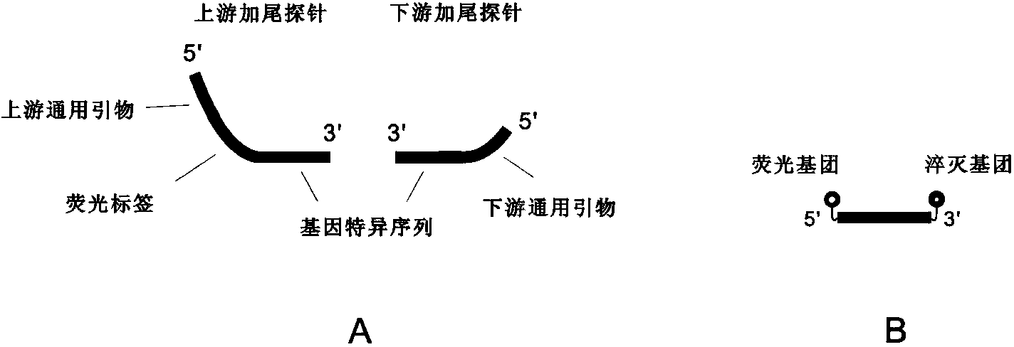 Method for rapidly detecting copy number variation of alpha-globin gene cluster