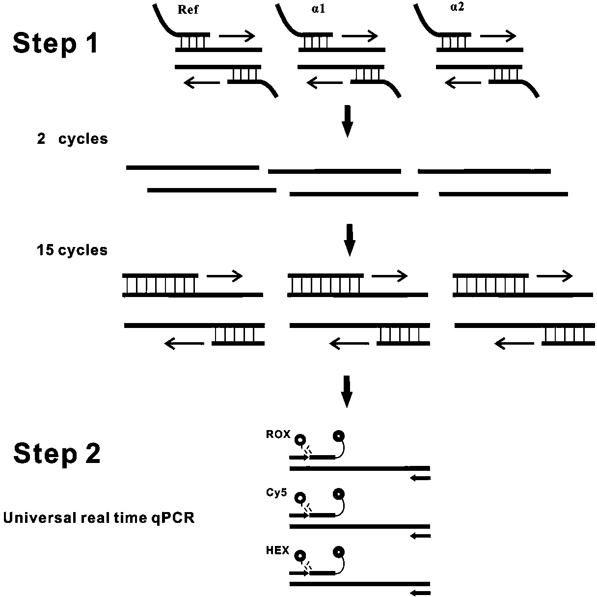 Method for rapidly detecting copy number variation of alpha-globin gene cluster
