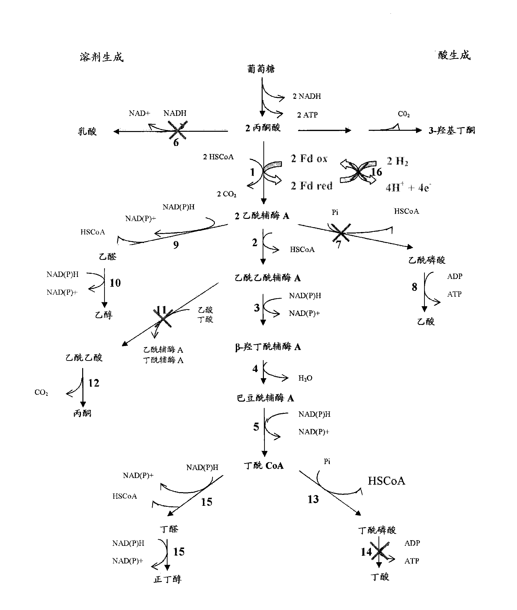 Process for the biological production of n-butanol with high yield