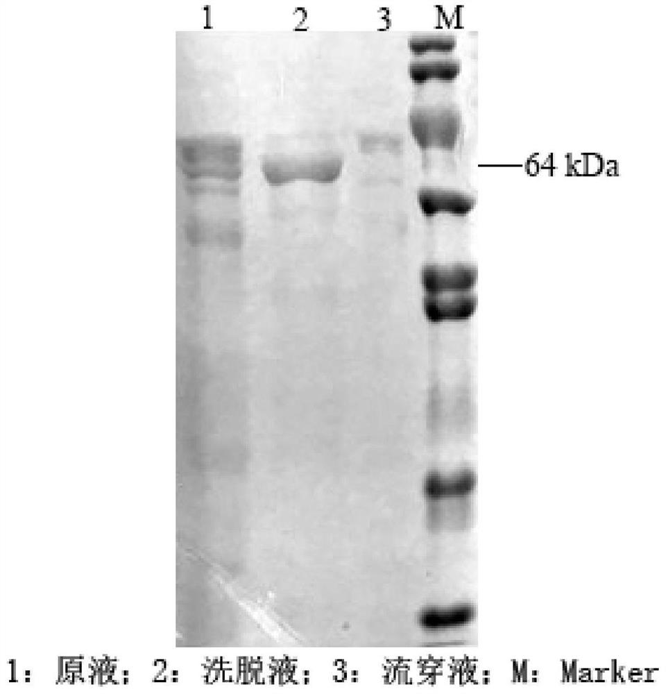 A purification method and application of porcine parvovirus virus-like particles