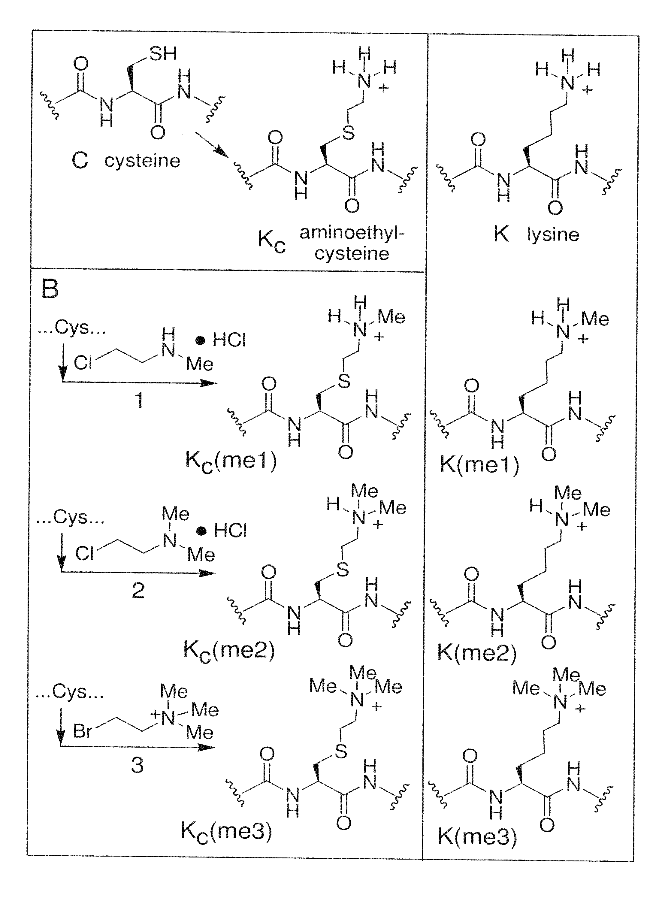 Site-specific installation of methyl-lysine analogues into recombinant histones