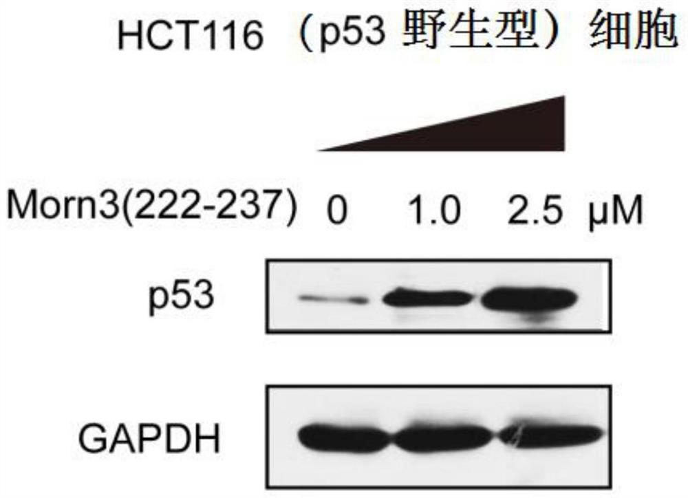 A kind of polypeptide and its application