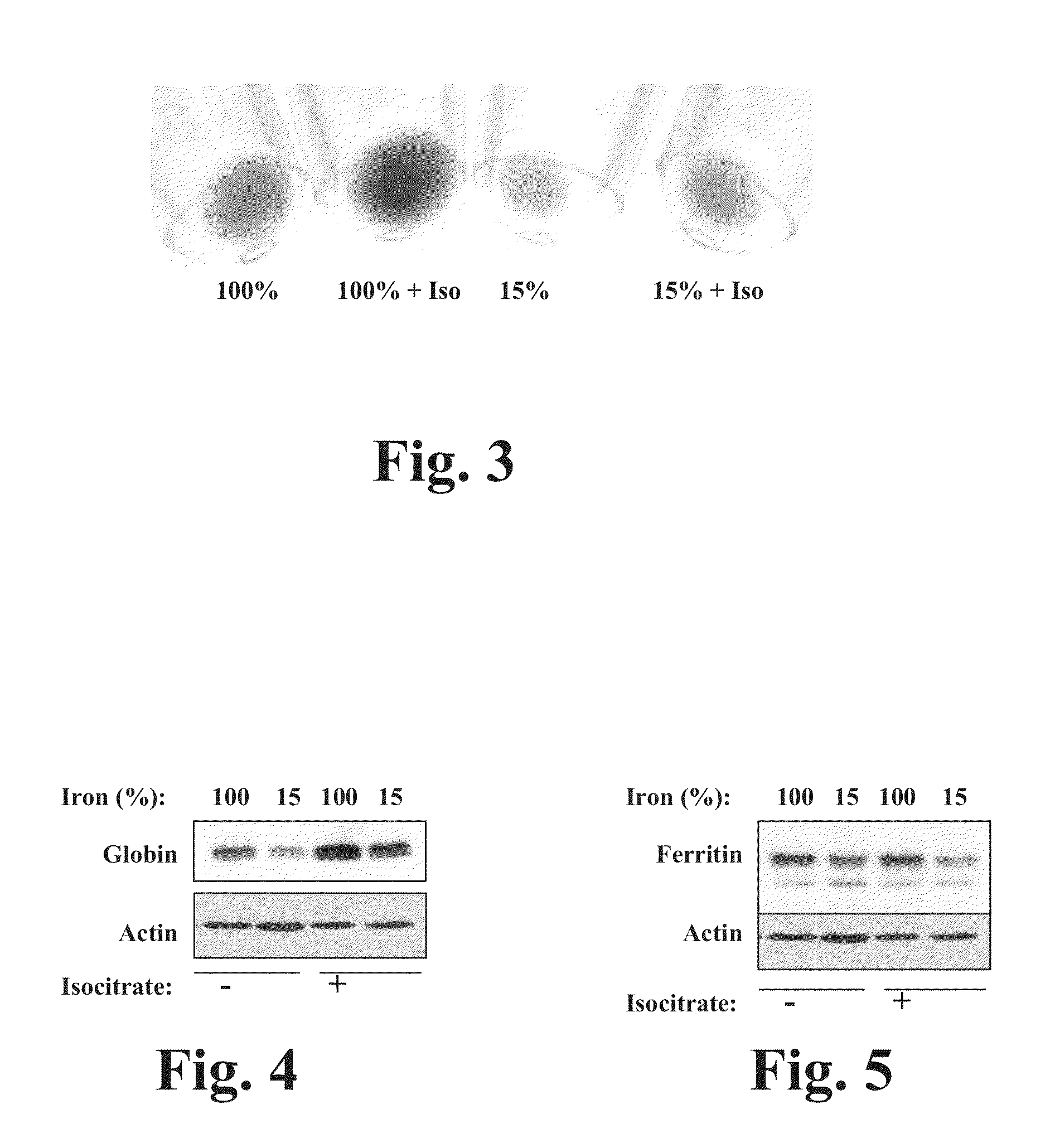 Methods and compounds regulating the erythroid response to iron deficiency