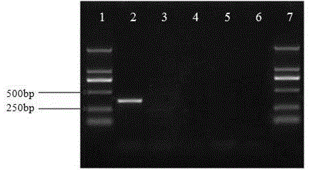 Specific PCR (Polymerase Chain Reaction) identification method of cordyceps militaris