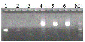Method for purifying mulberry phytoplasma genome
