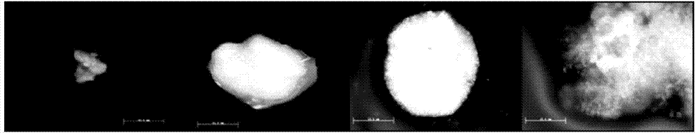 A method for optimizing the cryopreservation effect of vitrification of embryogenic callus of Agapanthus