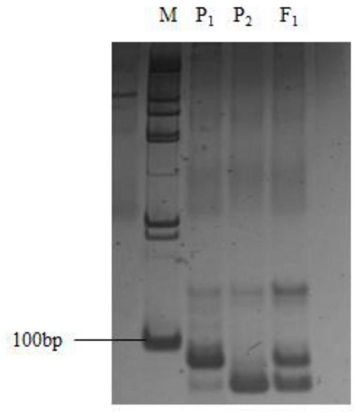 A molecular marker and its application for identifying the purity of Indian pumpkin 'Yinhui No. 3' hybrid seeds