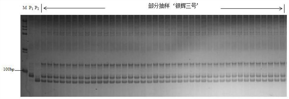 A molecular marker and its application for identifying the purity of Indian pumpkin 'Yinhui No. 3' hybrid seeds