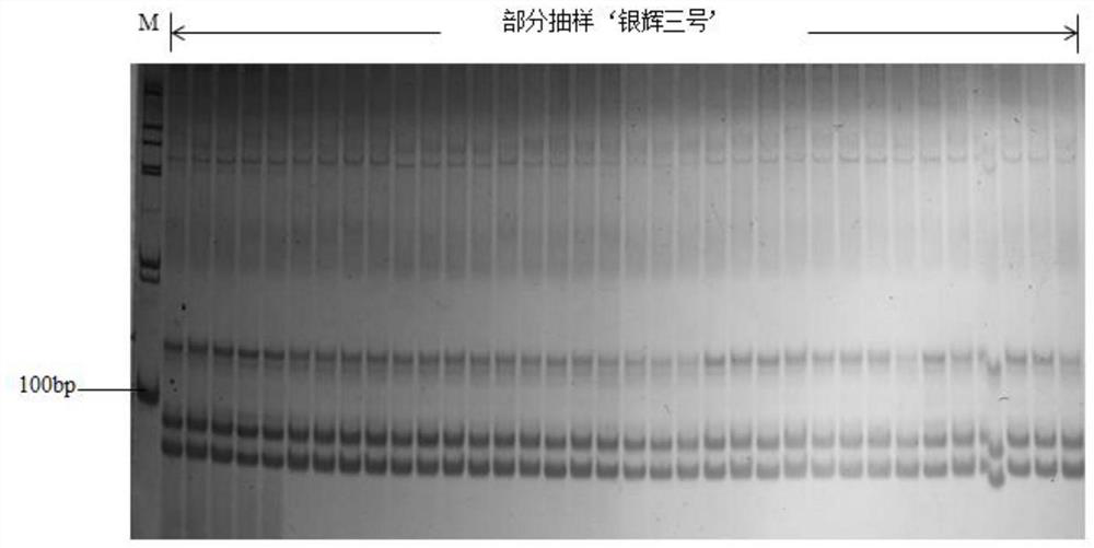 A molecular marker and its application for identifying the purity of Indian pumpkin 'Yinhui No. 3' hybrid seeds