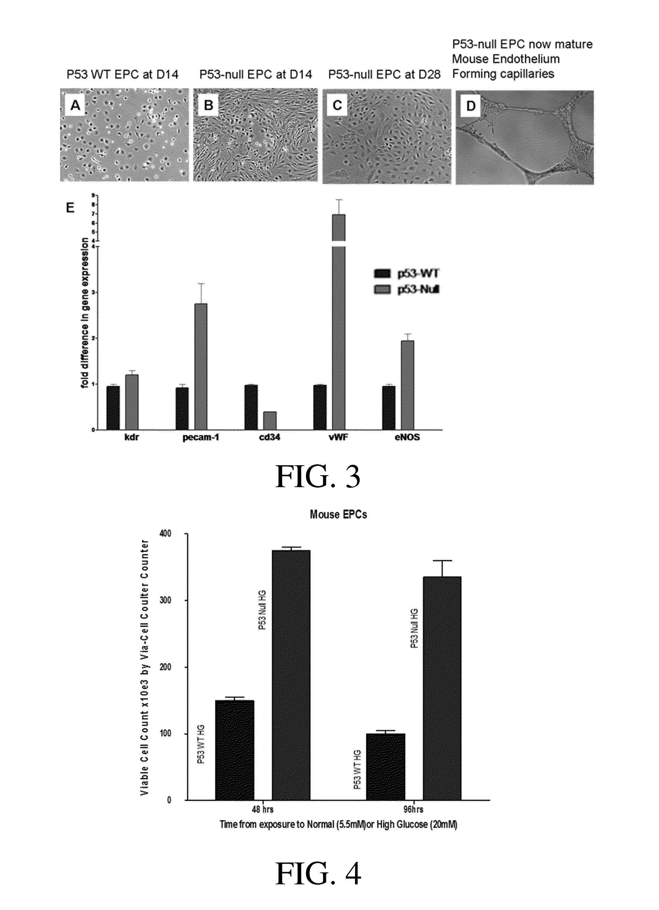 P53 silenced endothelial progenitor cells for diabetes