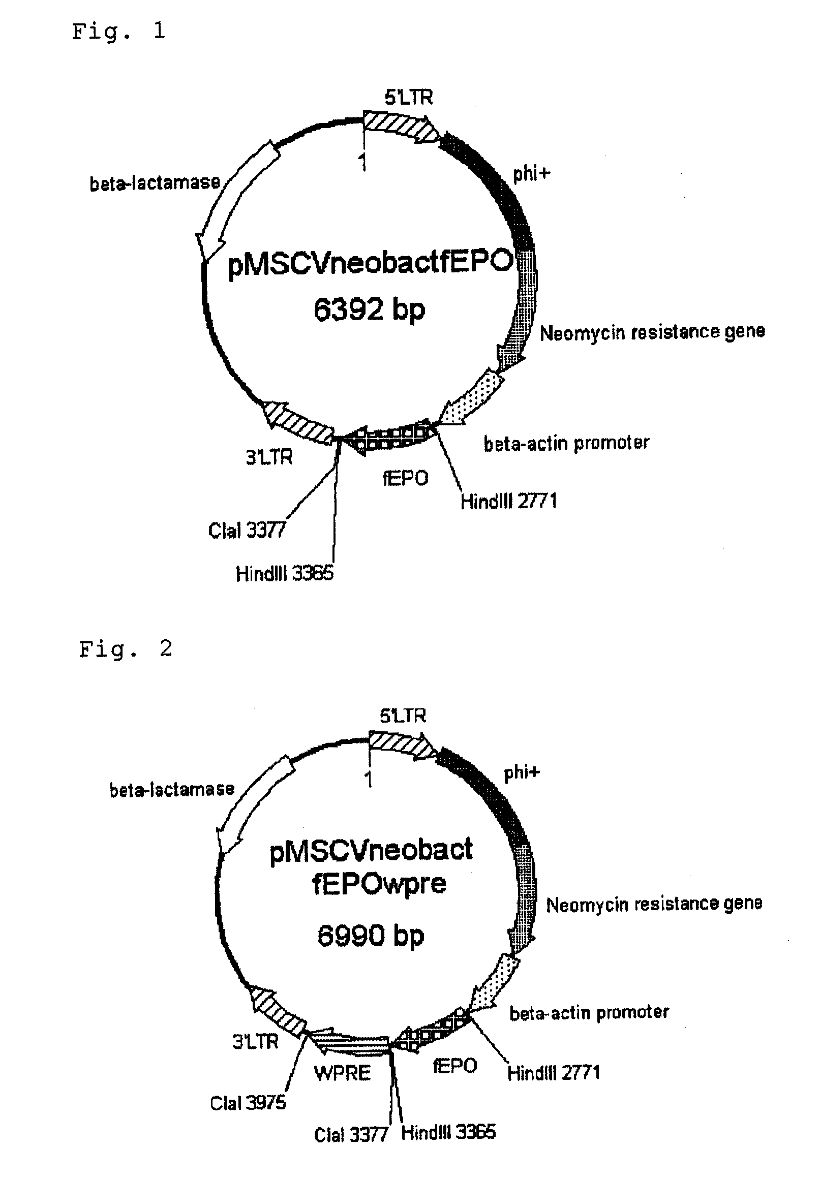 Transgenic avian which has foreign gene containing sequence encoding feline-derived protein and method for production thereof