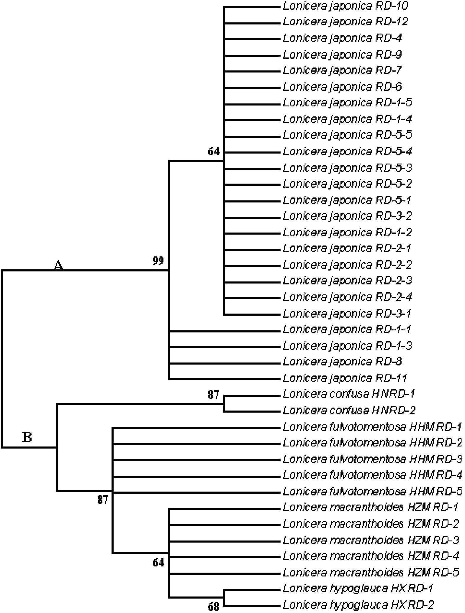 Method for identifying honeysuckle and lonicera confuse and application of same
