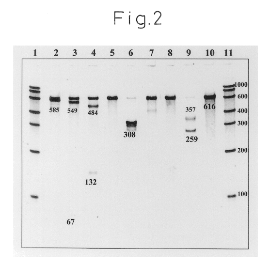 Oligonucleotides for detection of Vibrio parahaemolyticus and detection method for Vibrio parahaemolyticus using the same oligonucleotides