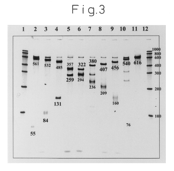 Oligonucleotides for detection of Vibrio parahaemolyticus and detection method for Vibrio parahaemolyticus using the same oligonucleotides
