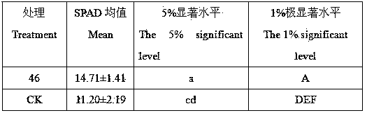 Endophytic fungus increasing casuarina equisetifolia chlorophyll content