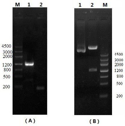 Recombinant PRRSV virus-like particle and preparation method thereof