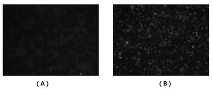 Recombinant PRRSV virus-like particle and preparation method thereof