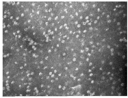 Recombinant PRRSV virus-like particle and preparation method thereof