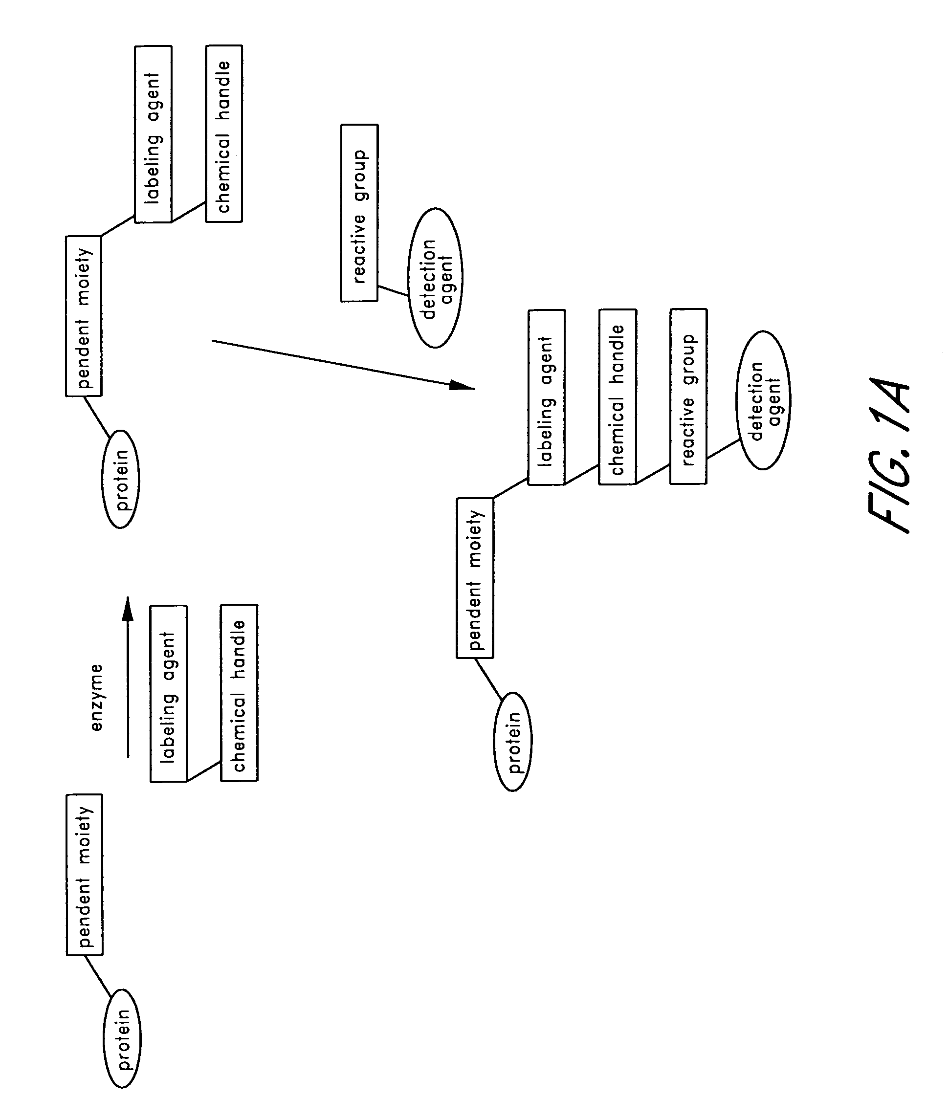 Method and compositions for the detection of protein glycosylation