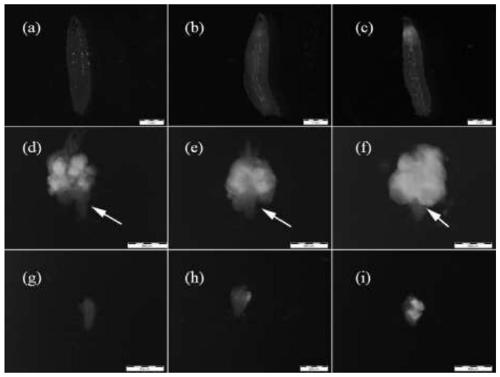 A tumor model of Drosophila melanogaster and its application