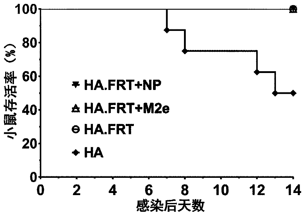 Ferritin-based multi-antigen universal influenza vaccine and preparation method and application thereof