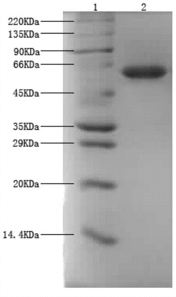 Laccase preparation method