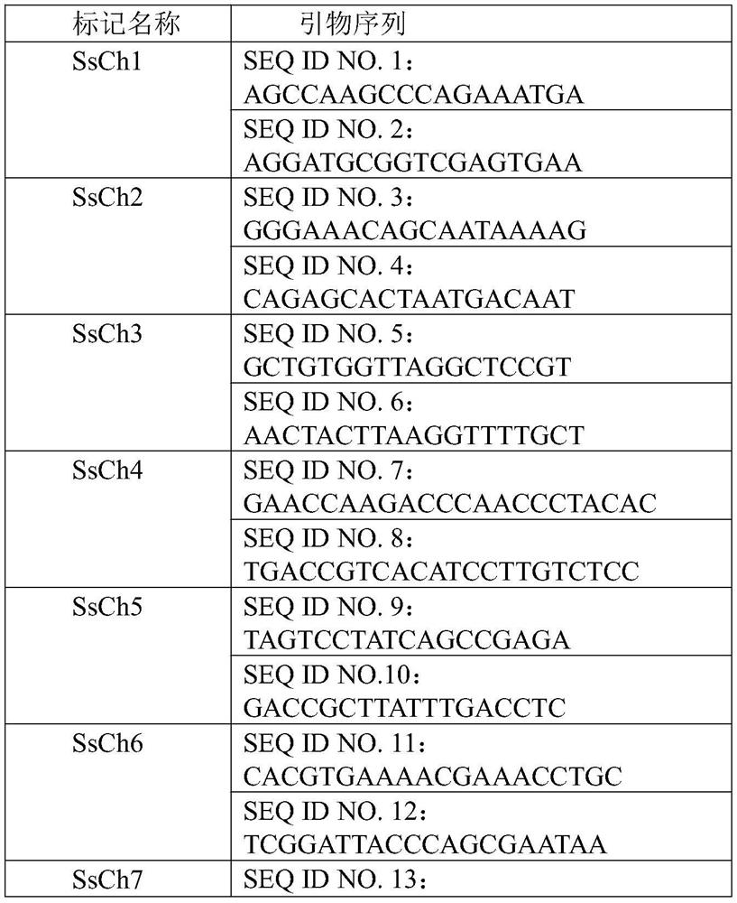 Molecular marker system for identifying authenticity of sugarcane hybrid and development method of molecular marker system