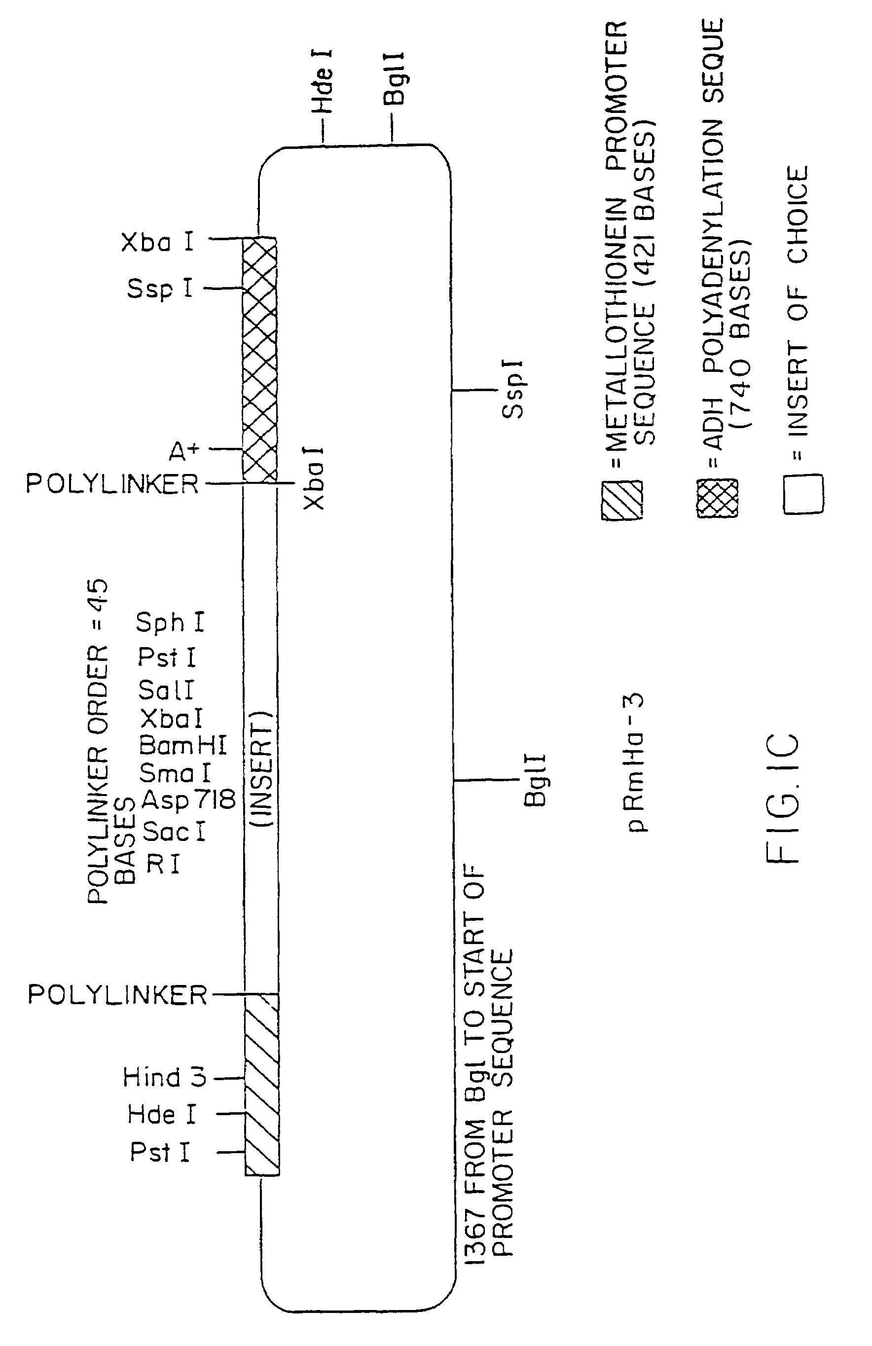 MHC class II antigen-presenting systems and methods for activating CD4+ T cells