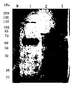 Maltotriose preparation method with starch as raw material and special fungal alpha-amylase thereof