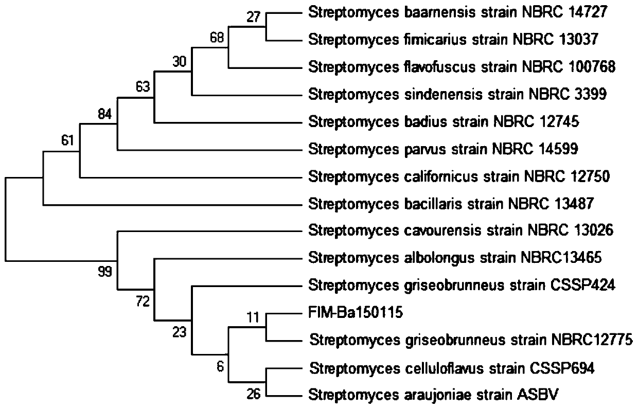 A kind of streptomyces griseus and its fermentative production of bafilomycin a1