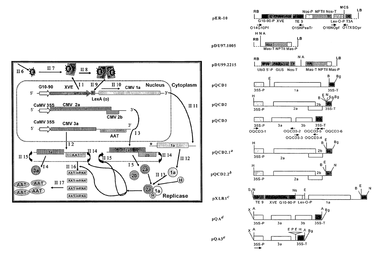 Chemically inducible cucumber mosaic virus protein expression system