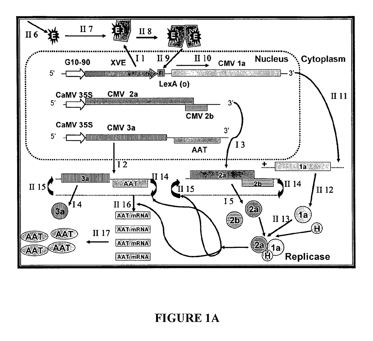 Chemically inducible cucumber mosaic virus protein expression system