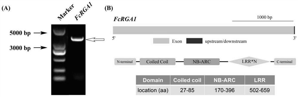 FcRGA1 gene related to disease resistance of citrus plants, primer pair, silence vector and application