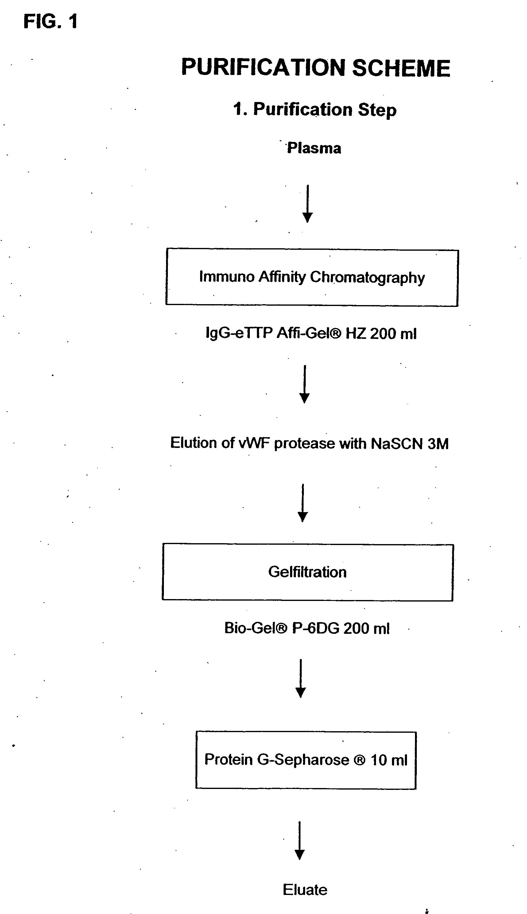 Composition exhibiting a von Willebrand factor (vWF) protease activity comprising a polypeptide chain with the amino acid sequence AAGGILHLELLV