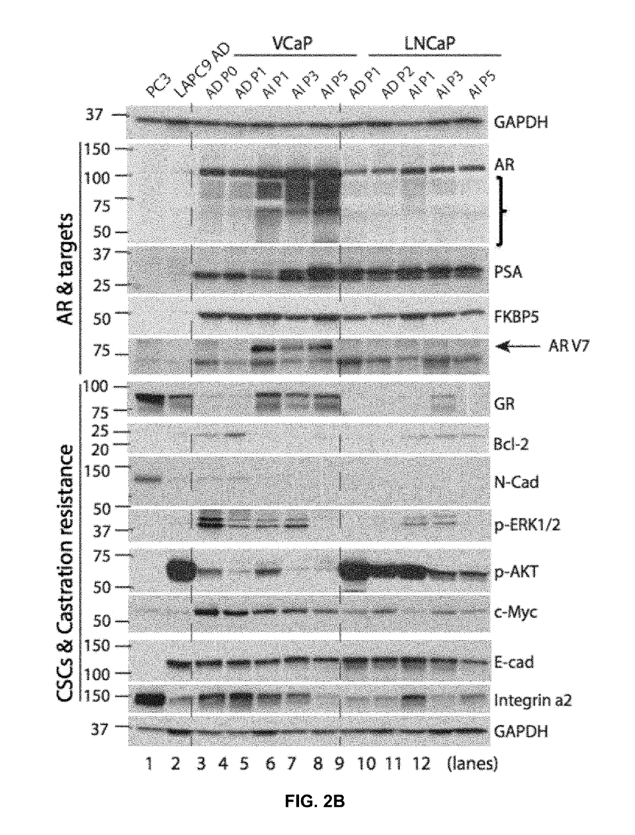 Formulations and methods for the treatment of cancers