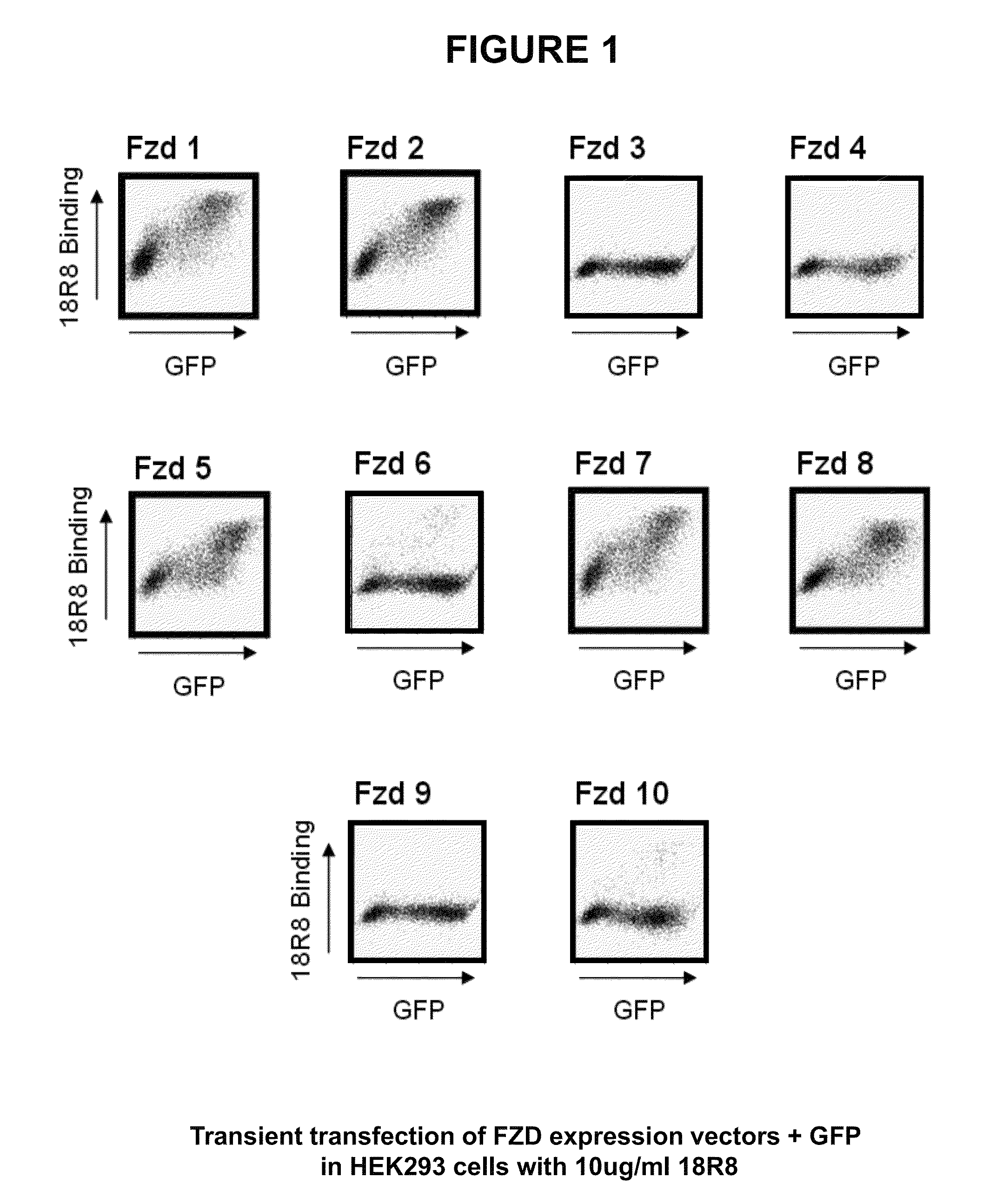 Frizzled-binding agents and uses thereof