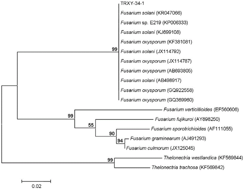 Application of sophora tonkinensis endophytic fungus TRXY-34-1 in prevention and treatment of panax notoginseng anthrax