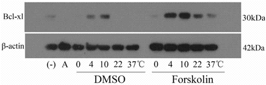 Application of protein kinase A activator in blood platelet storage and blood platelet storage method
