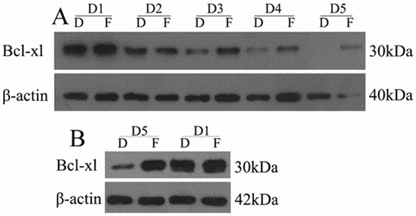 Application of protein kinase A activator in blood platelet storage and blood platelet storage method