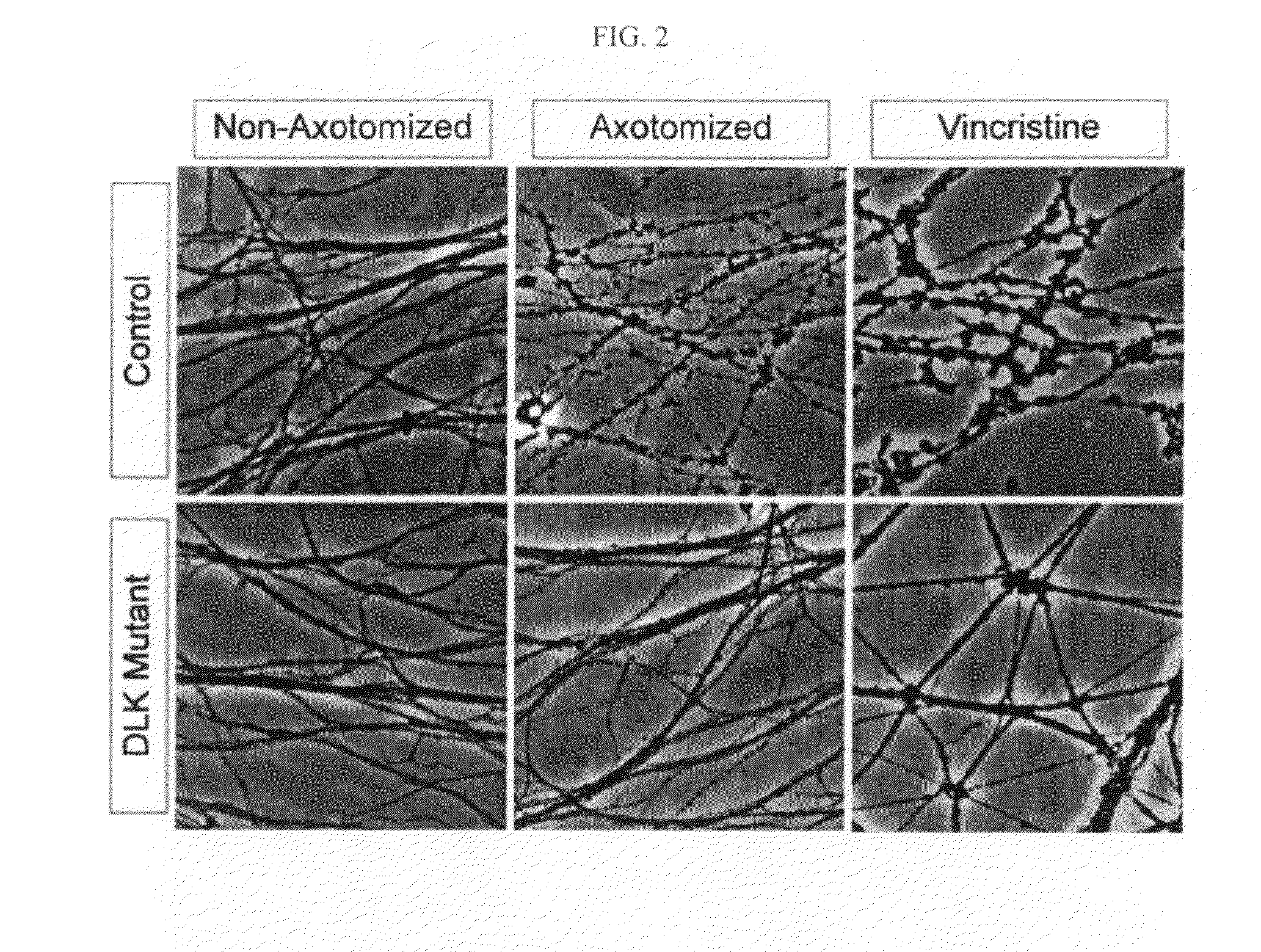 Methods and compositions for inhibition of axonal degeneration by modulation of the dlk/jnk pathway