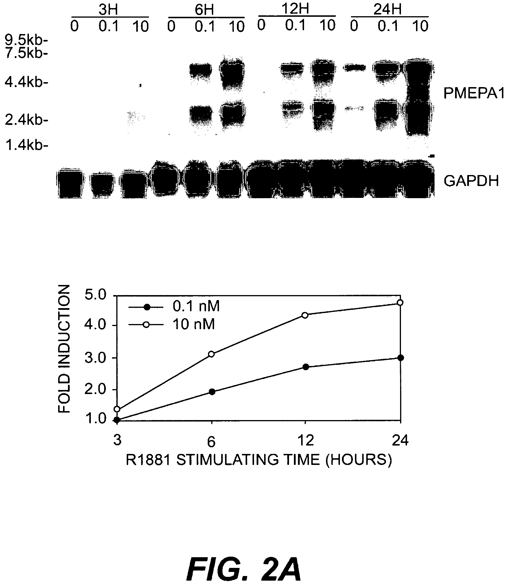 Androgen-regulated PMEPA1 gene and polypeptides