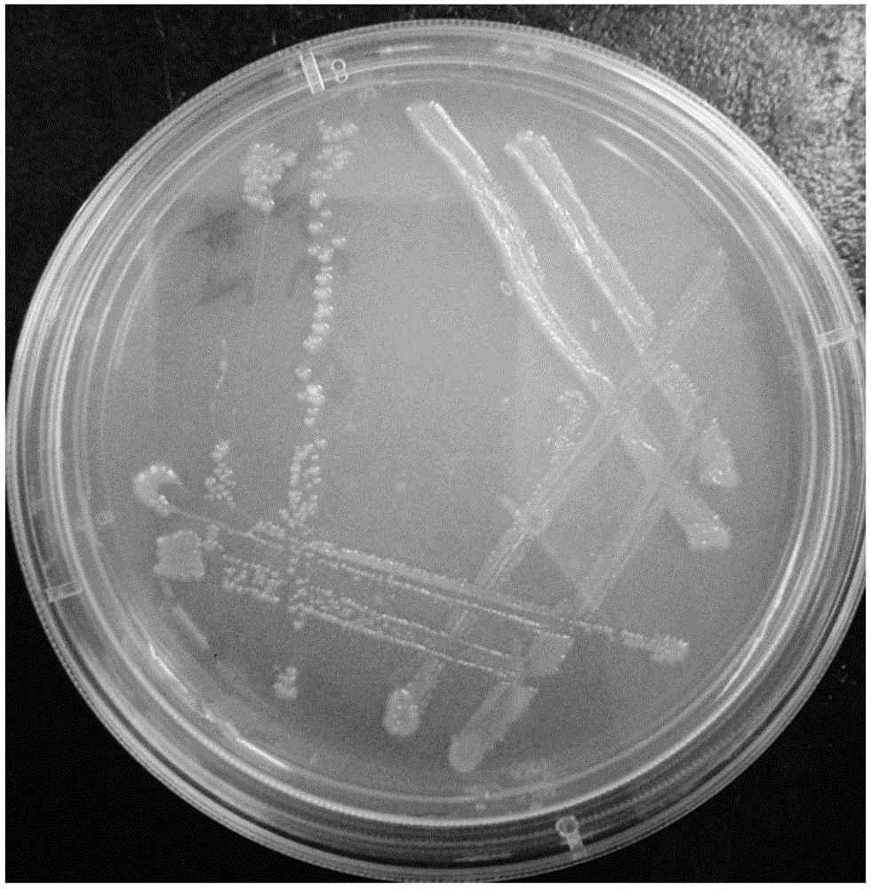 Paracoccus versutus strain and application thereof