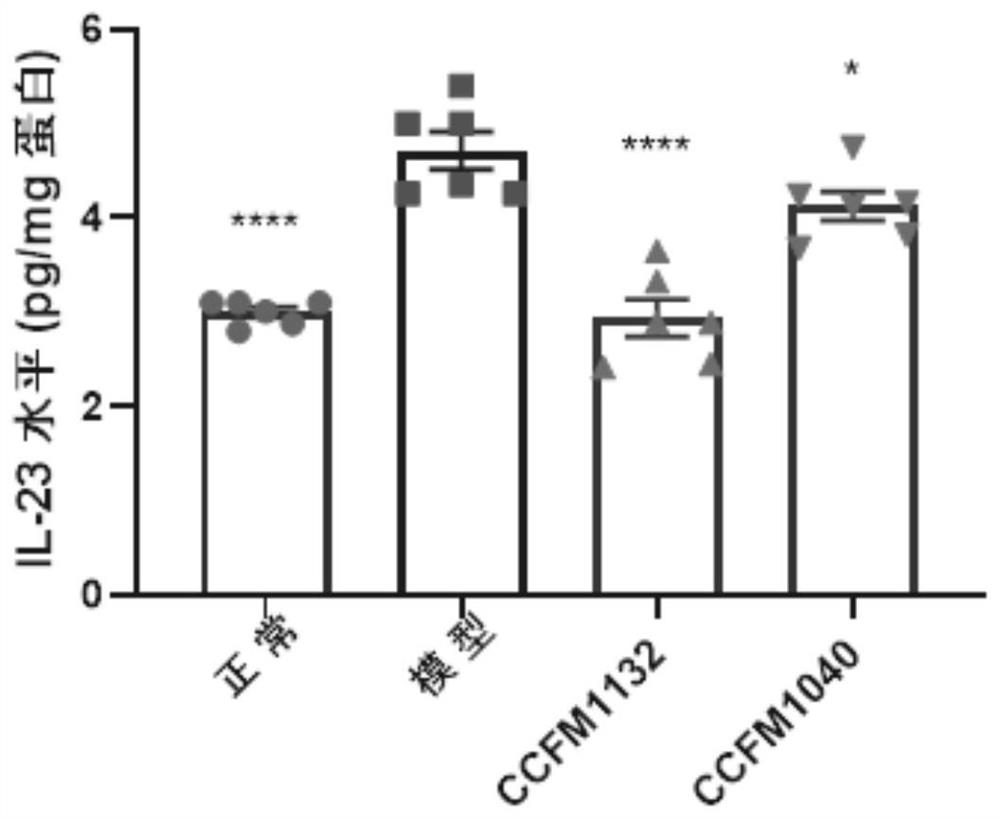 A strain of Lactobacillus reuteri capable of inhibiting the thickening of the cuticle of the skin and its application