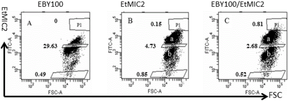 Eimeria tenella microneme protein-2 mutant EtMIC2-2119 of chickens