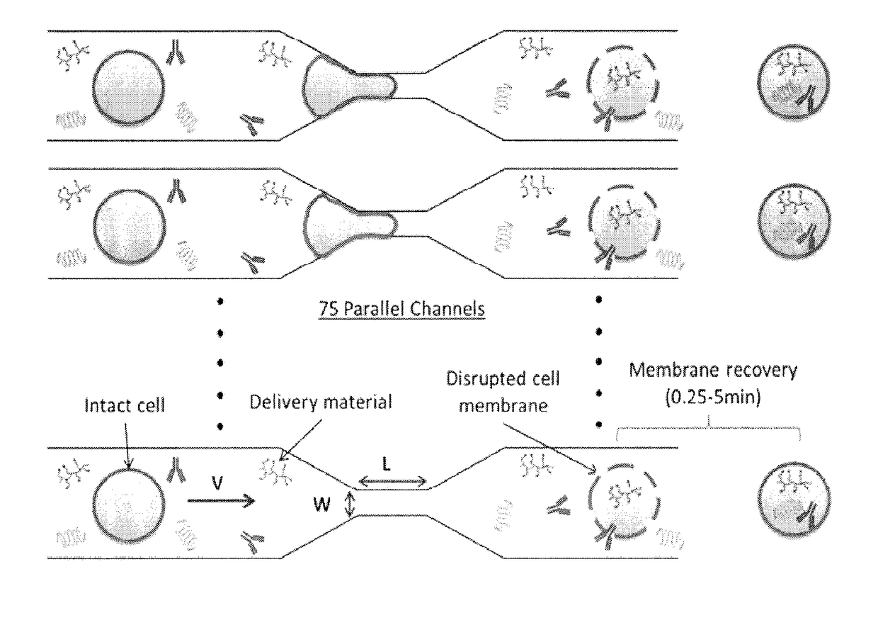 Delivery of biomolecules to immune cells